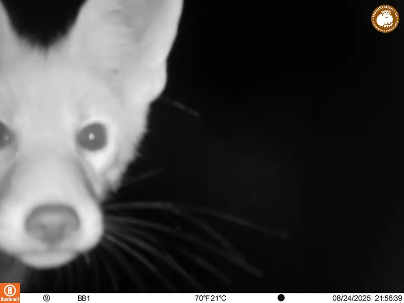 Фотография Рыжей лисицы с фотоловушки Актас-Кункора [новинка]