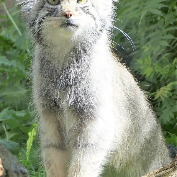 Фотография Эола в Таллинском Зоопарке