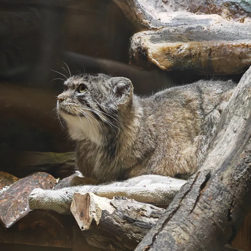 Фотография Шафран в Зоопарке Уено