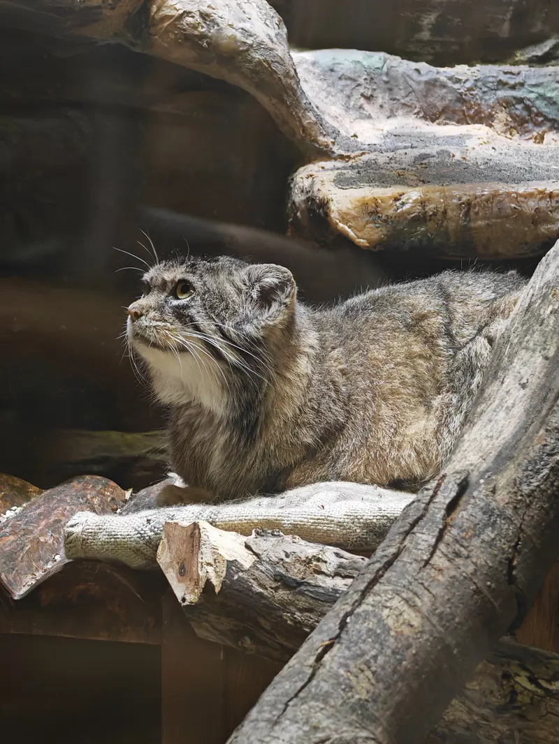 Фотография Шафран в Зоопарке Уено