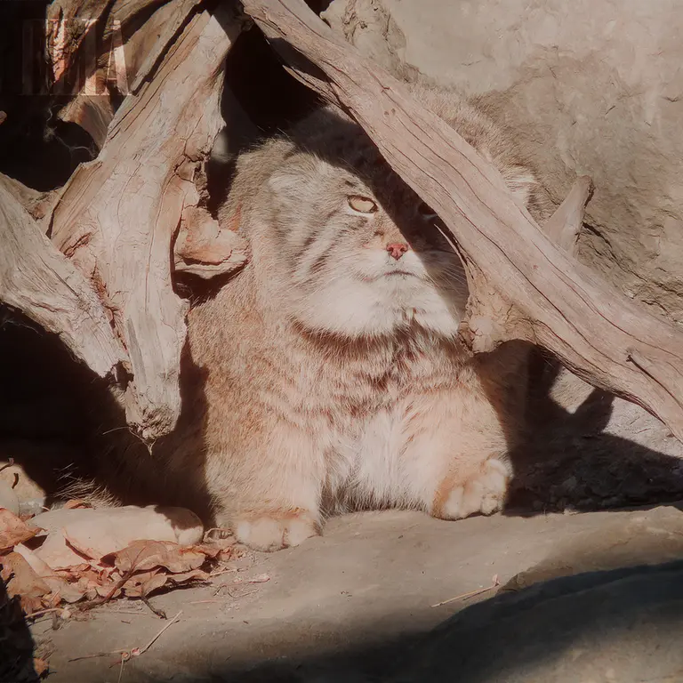 Фотография Олафа в Зоопарке Калгари / Институте Уайлдере