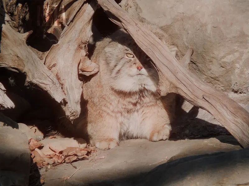 Фотография Олафа в Зоопарке Калгари / Институте Уайлдере