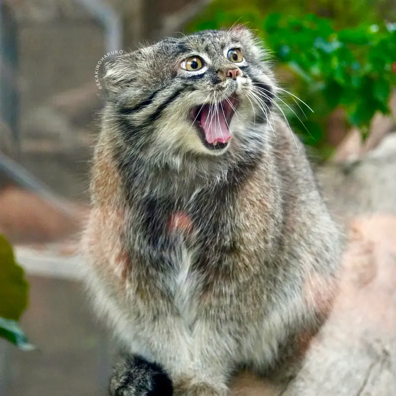 Фотография Нара в Царстве Животных Кобе