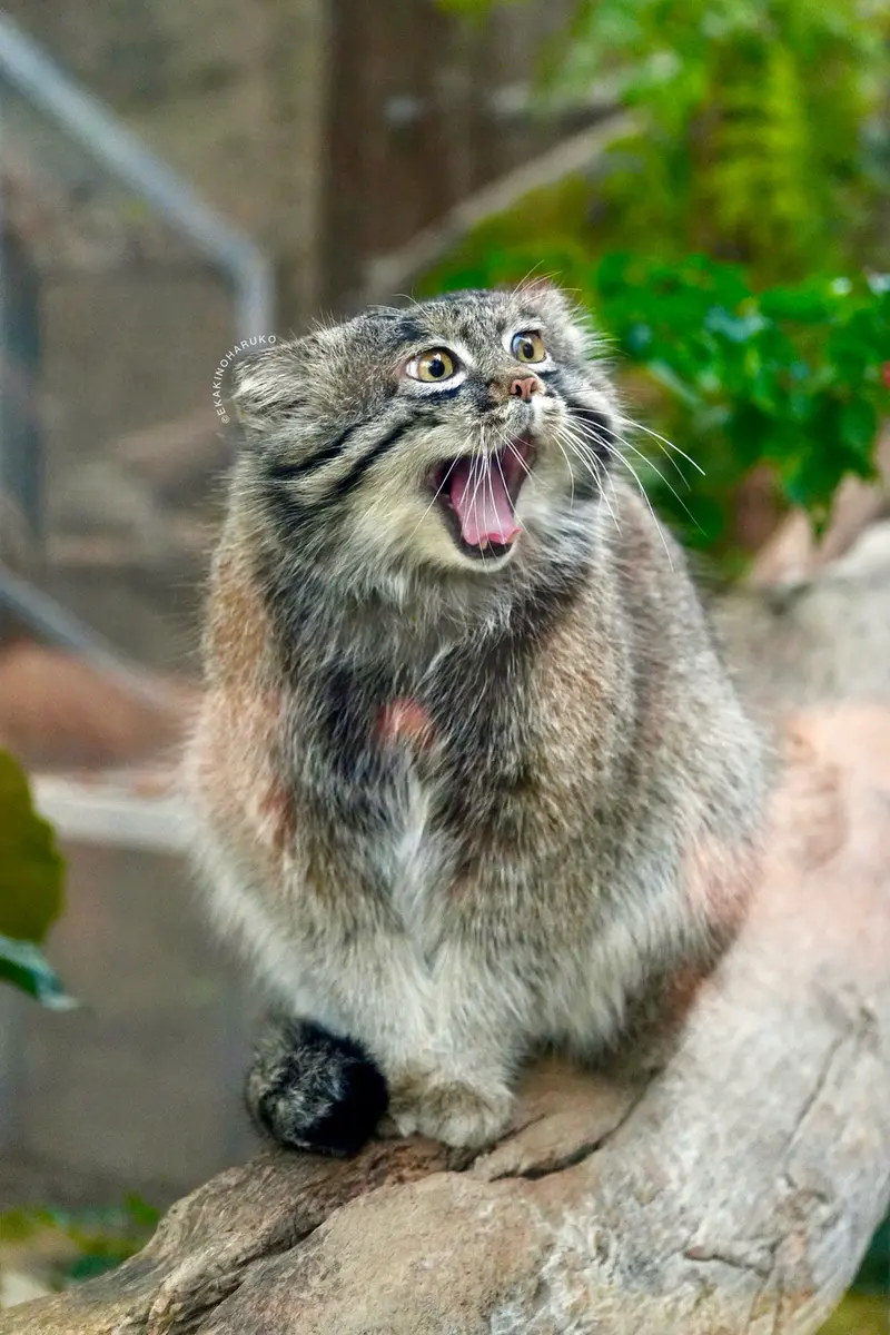 Фотография Нара в Царстве Животных Кобе