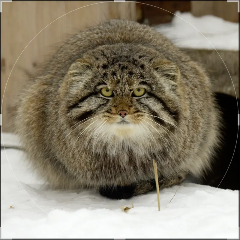 Фотография с манулом