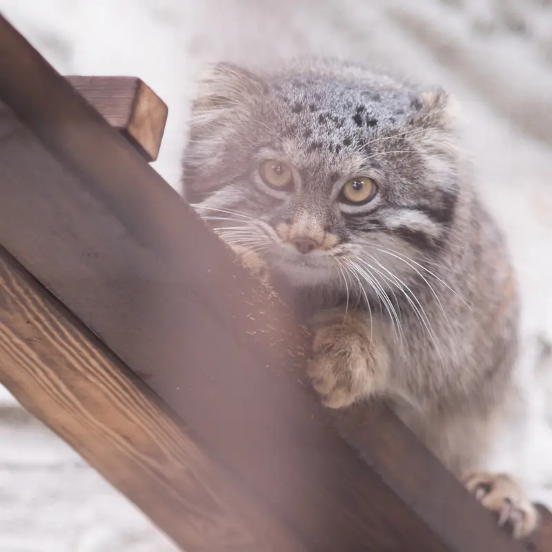 Фотография Фиги в Зоопарке Ногеяме