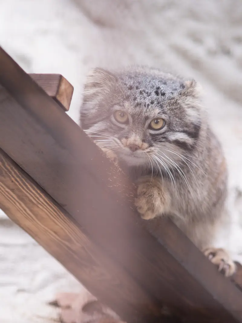 Фотография Фиги в Зоопарке Ногеяме