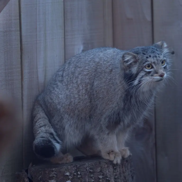 Фотография Ото в Детском зоопарке Сайтама