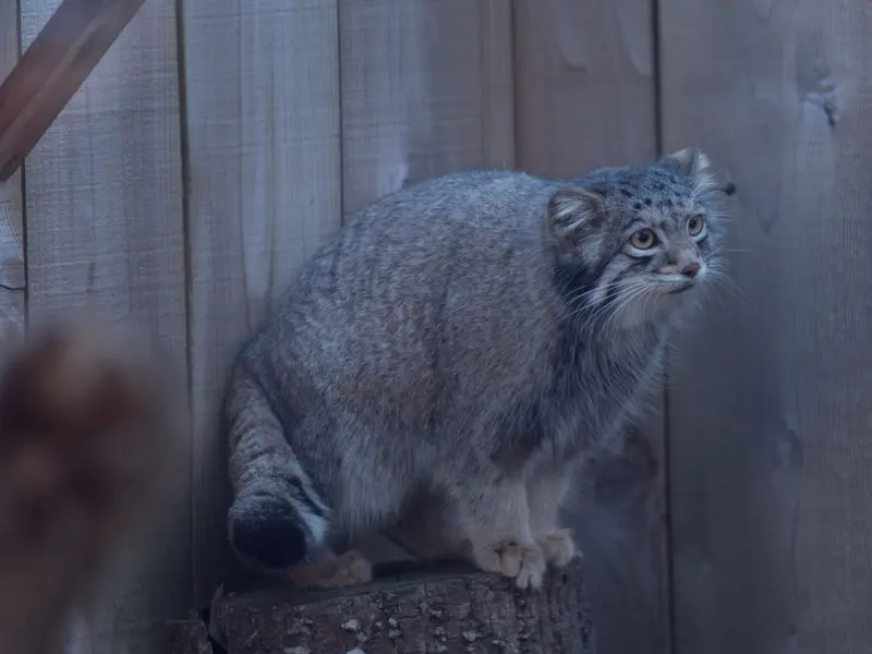 Фотография Ото в Детском зоопарке Сайтама