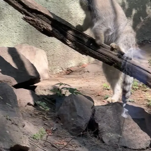 Фотография с манулом в Будапештском Зоопарке