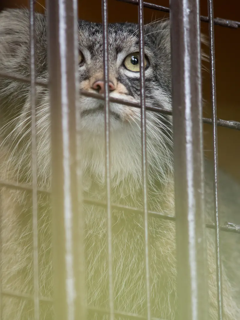 Фотография Фиги в Зоопарке Ногеяме