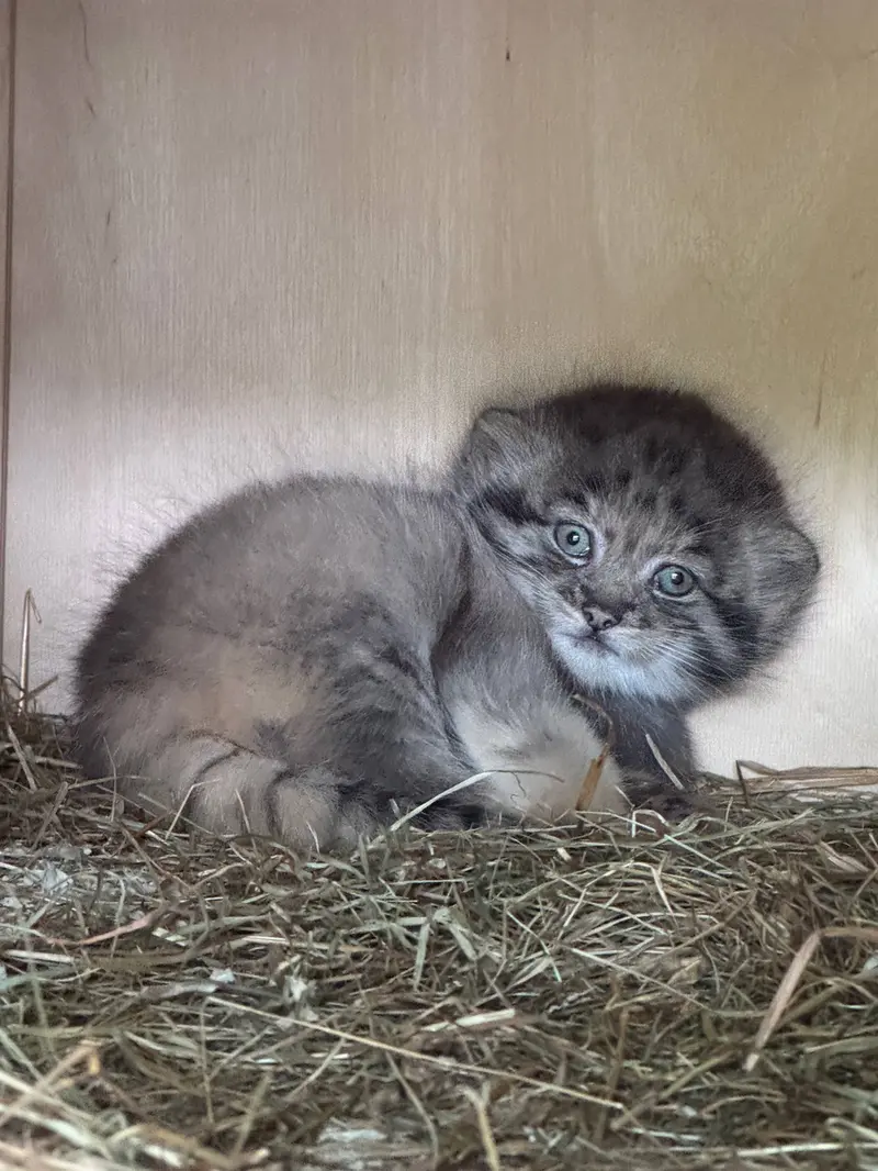 Новая порция милоты от Ленинградского зоопарка 🤗