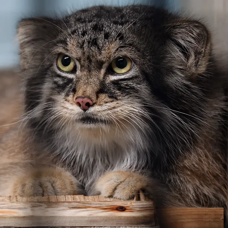 Фотография Ириса в Зоопарке Кобе Оджи