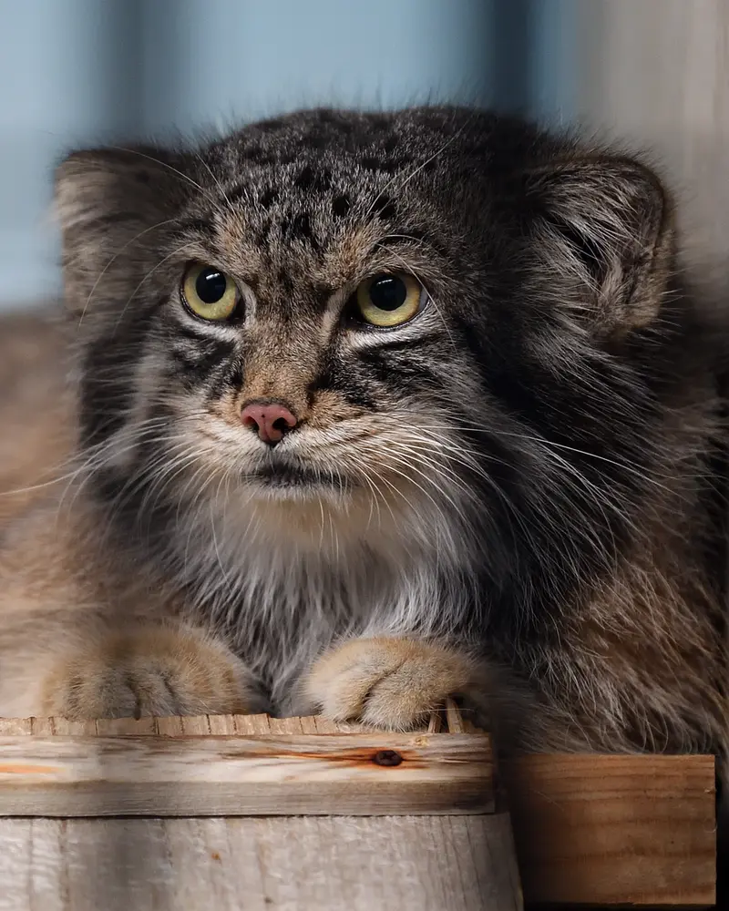 Фотография Ириса в Зоопарке Кобе Оджи