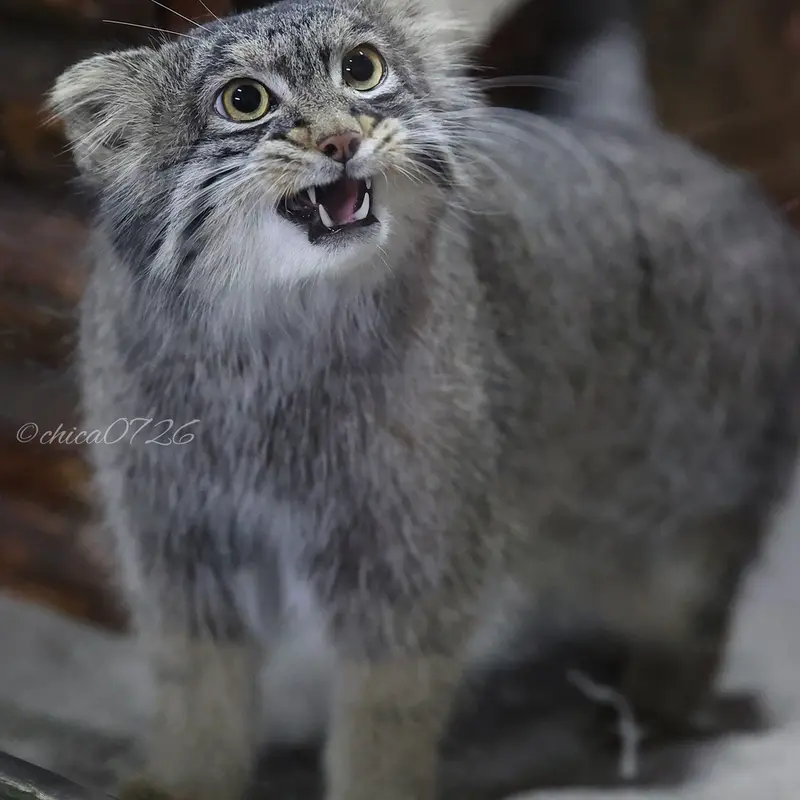 Фотография Фиги в Зоопарке Уено