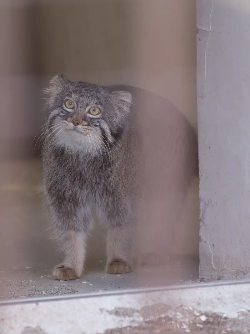 Фотография Фиги в Зоопарке Ногеяме