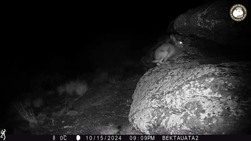 Фотография Заяц-Русака с фотоловушки Бектауата 2
