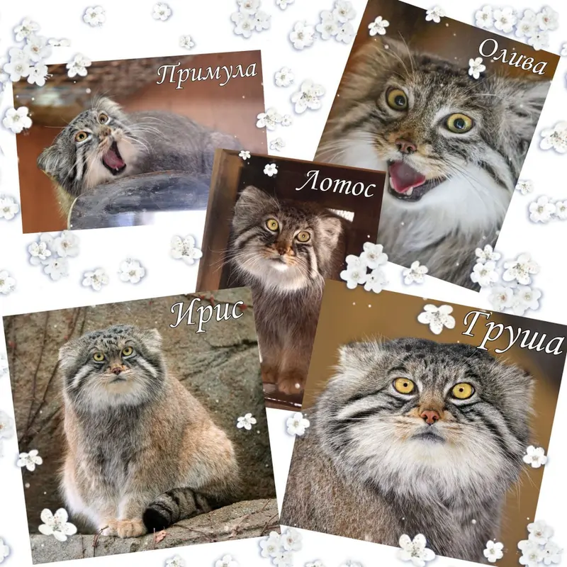 Фотография с манулом