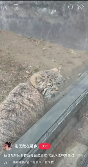 Фотография с манулом