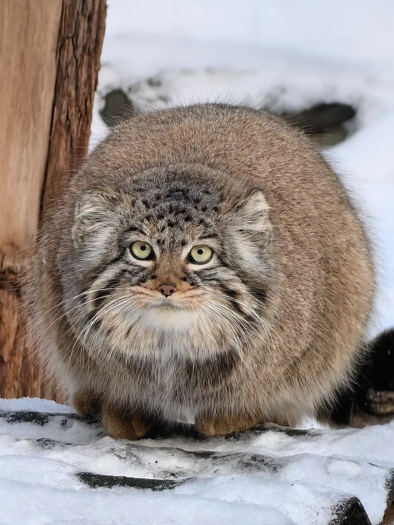 Фотография Евчонки 2023 Г.р. Ⅲ в Новосибирском Зоопарке