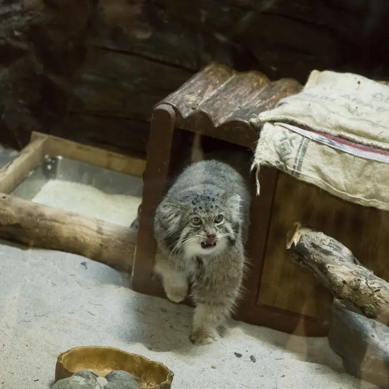 Фотография Клёна в Зоопарке Уено