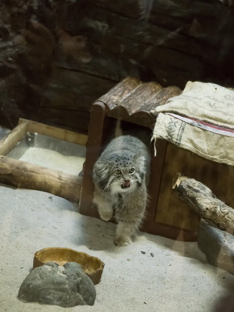 Фотография Клёна в Зоопарке Уено