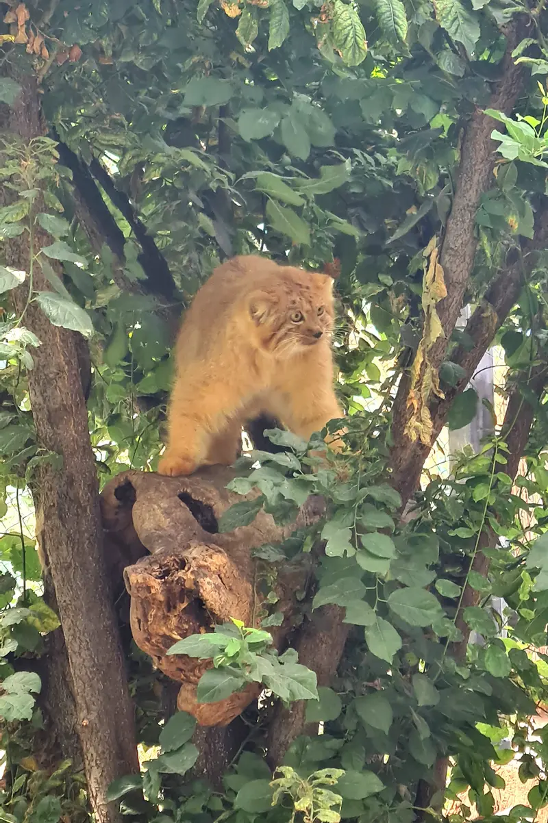 Фотография с манулом