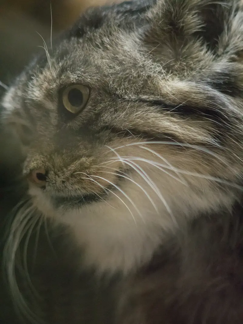 Фотография Примулы в Зоопарке Уено