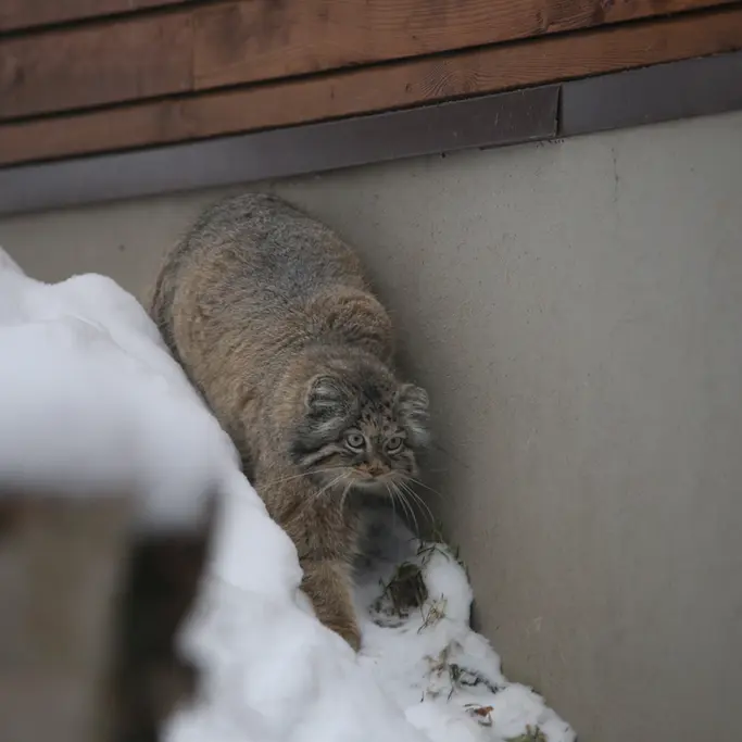 Фотография Улы в Гданском Зоопарке