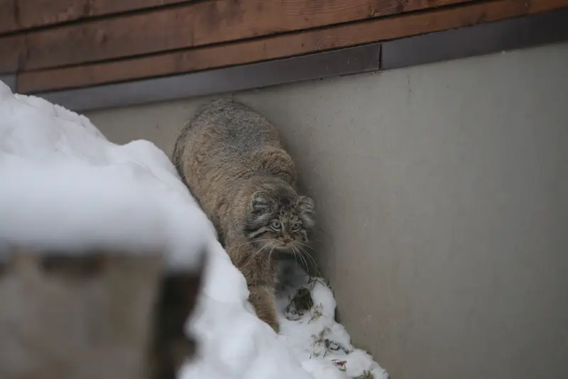 Фотография Улы в Гданском Зоопарке