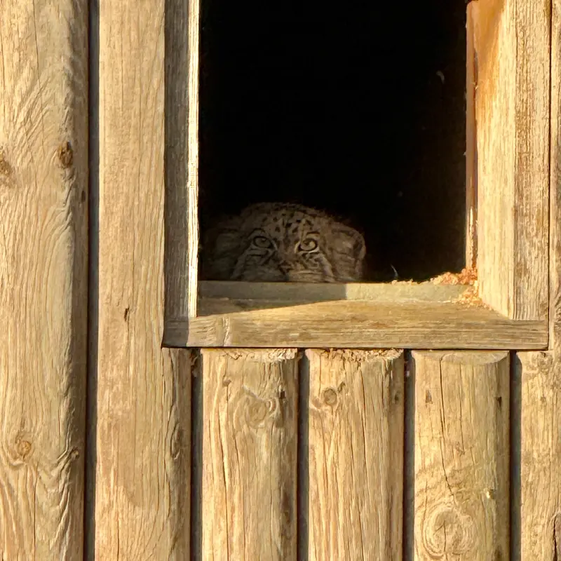 Фотография Наму в Парке диких животных Порт-Лимпн