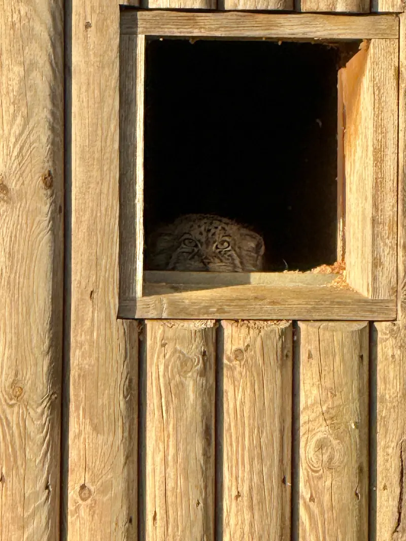 Фотография Наму в Парке диких животных Порт-Лимпн
