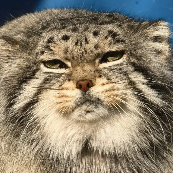 Фотография Суня Сымяо в Зоопарке дикой природы Цинхай-Тибетского нагорья