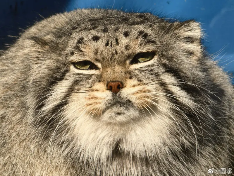 Фотография Суня Сымяо в Зоопарке дикой природы Цинхай-Тибетского нагорья