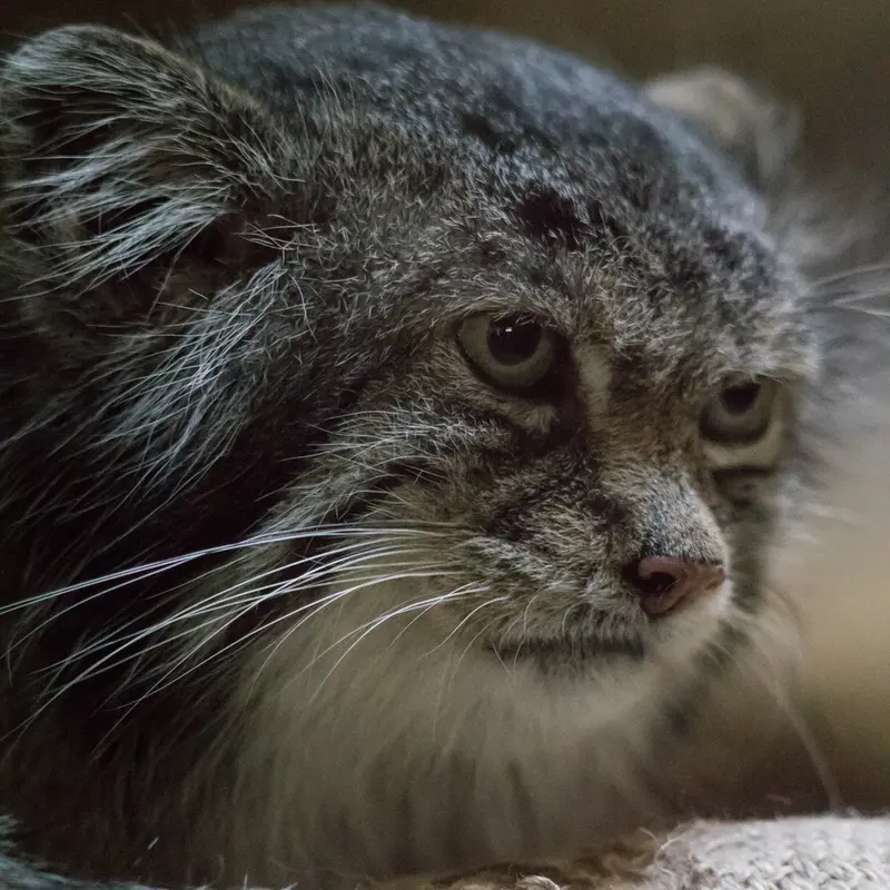 Фотография Клёна в Зоопарке Уено