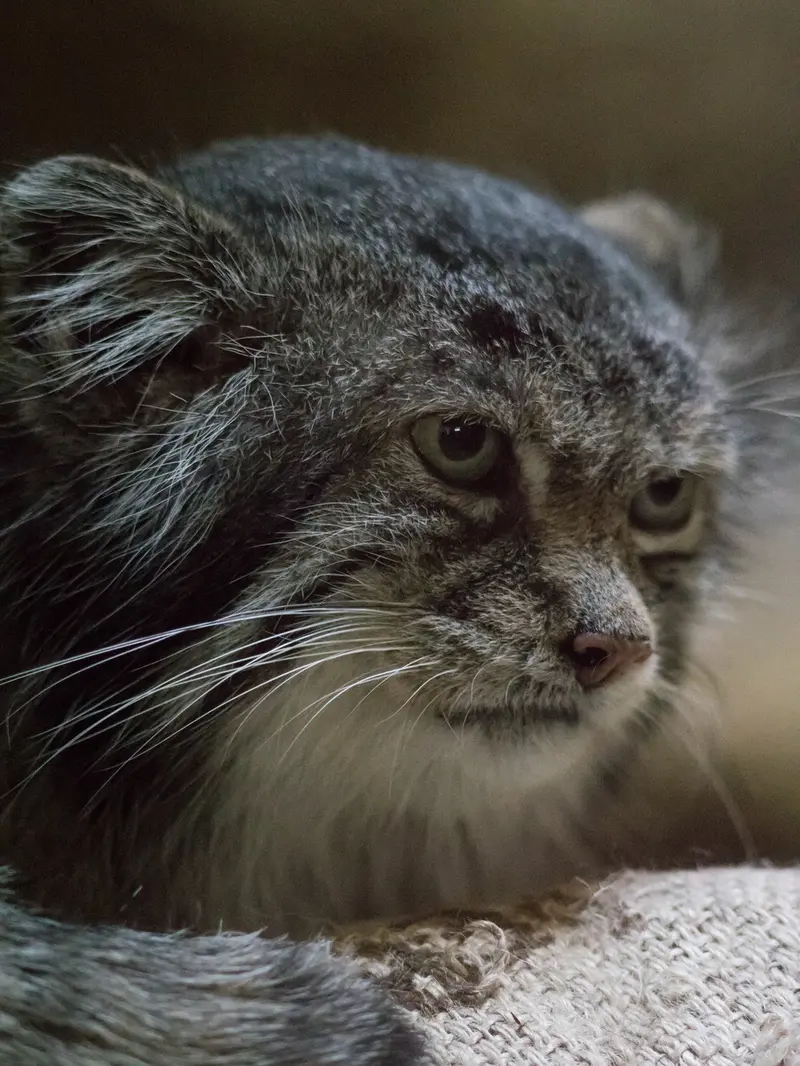 Фотография Клёна в Зоопарке Уено