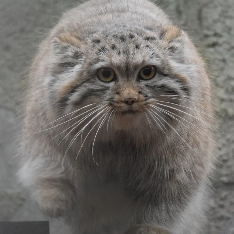 Фотография Люси в Будапештском Зоопарке