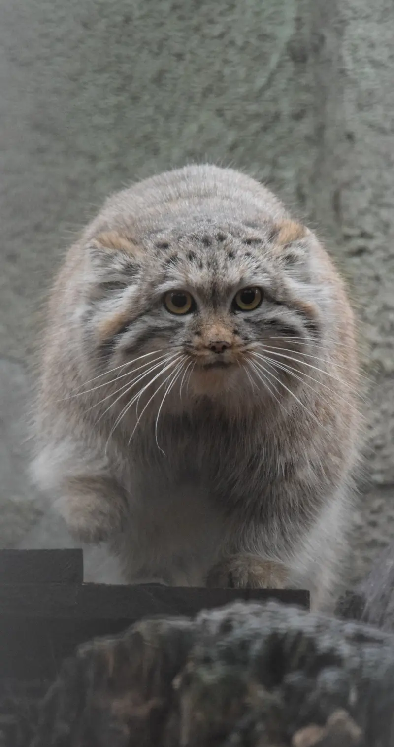 Фотография Люси в Будапештском Зоопарке