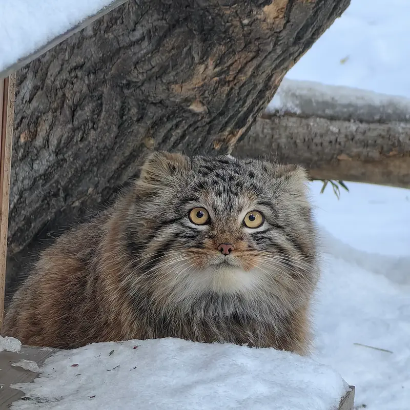 Фотография Сына Снежинки 2025 г.р. Ⅲ в Новосибирском Зоопарке