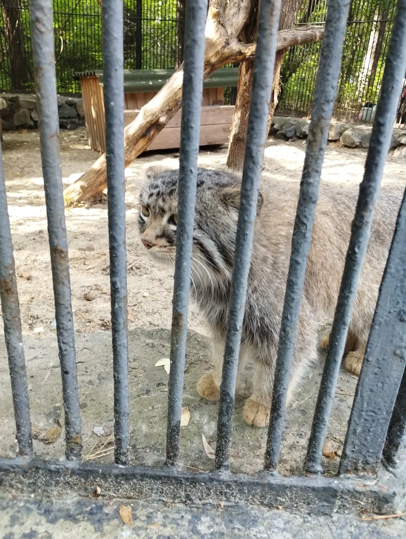 Фотография с манулом в Новосибирском Зоопарке