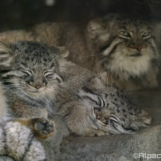 Фотография Аз, Теру, и Мей в Царстве Животных Кобе