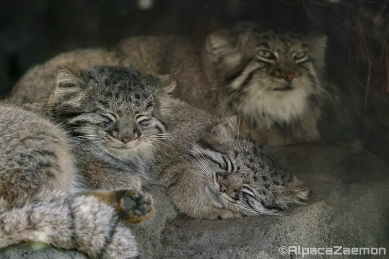 Фотография Аз, Теру, и Мей в Царстве Животных Кобе