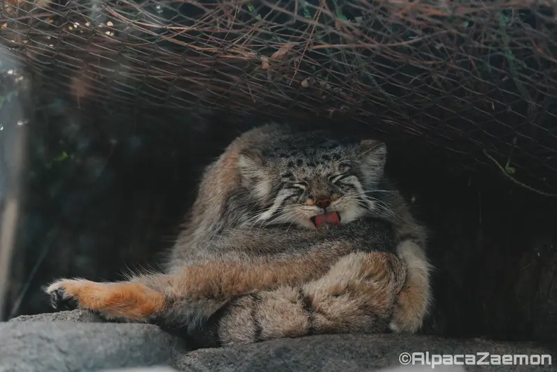 Фотография Аз в Царстве Животных Кобе