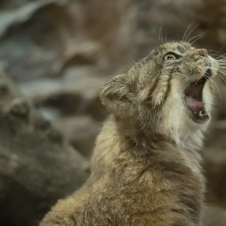 Фотография Примулы в Зоопарке Уено