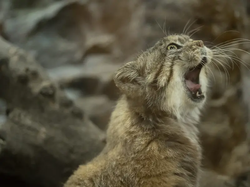 Фотография Примулы в Зоопарке Уено