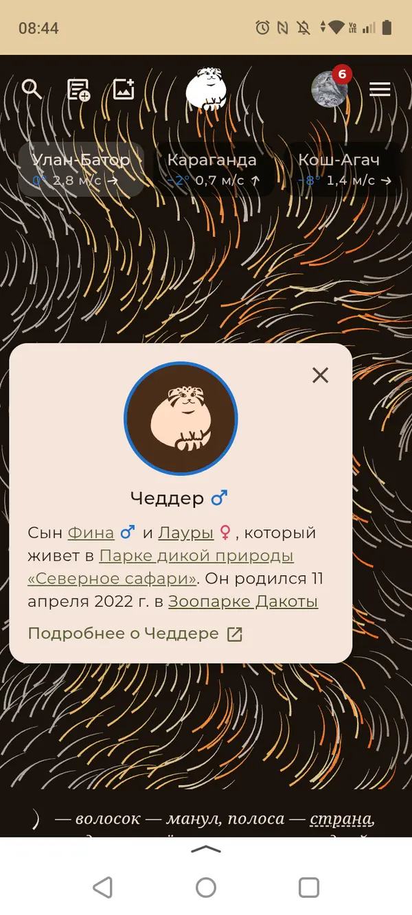 Фотография с манулом