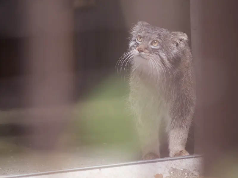 Фотография Фиги в Зоопарке Ногеяме
