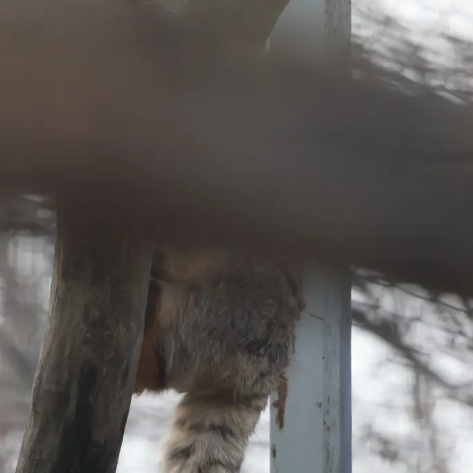 Фотография с манулом