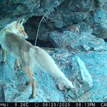 Фотография Рыжаи Лисица с фотоловушки Жунды 1