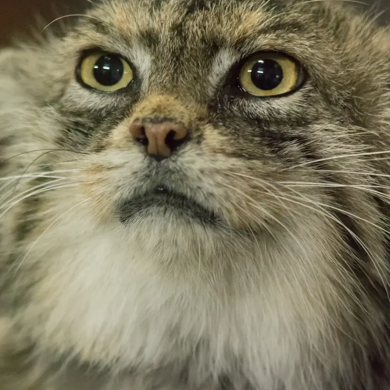 Фотография Примулы в Зоопарке Уено